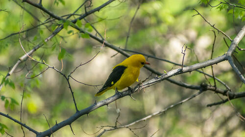 Very golden oriole 2